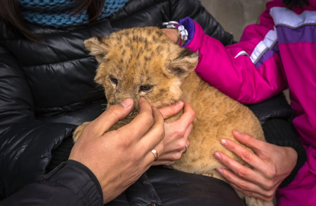 lion cub, children keep on hand and stroked.の写真素材
