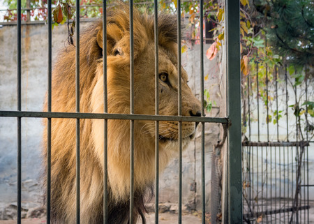 adult lion with a mane in a cage. close-up predator.