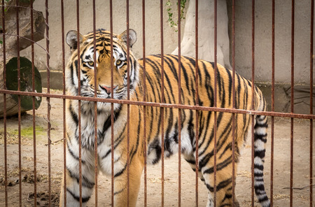 huge Siberian tiger look across the cage close-upの写真素材