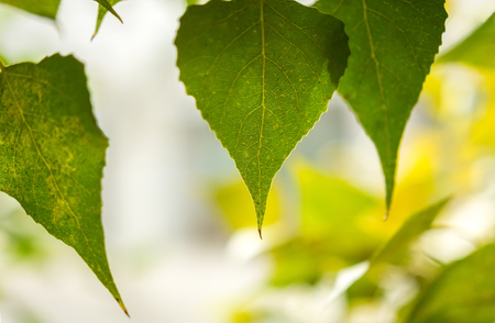 green leaves on a blurred background, autumn leaves.の写真素材
