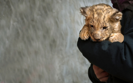 cute lion cub on hands, looking sadの写真素材