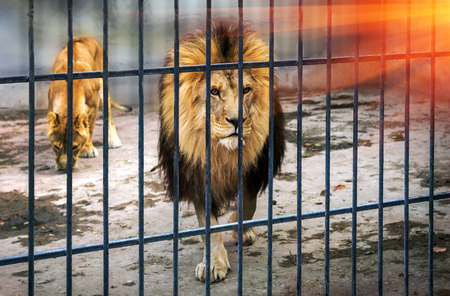 adult lion with a mane in a cage. close-up predator at sunsetの写真素材