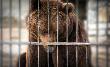 big grizzly bear watching through the latticeの写真素材