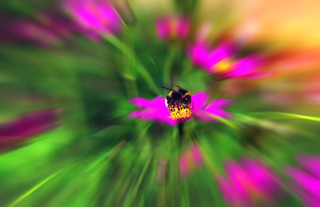 insect bee pollinates a beautiful pink flower in the summer at sunset.の写真素材