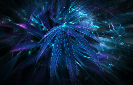 neon leaf cannabis. marijuana in the neon light.の写真素材