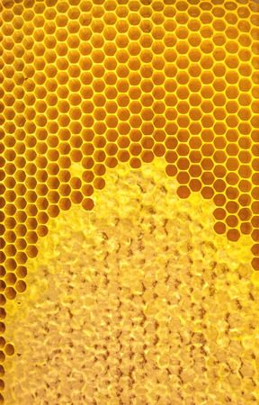 Honey bees Honeycomb close-up. honeycomb for background.の写真素材