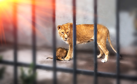adult lioness with a young lion, for the cage bars at sunset. predator.の写真素材