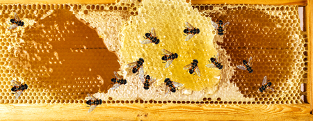 Honey bees Honeycomb close-up. honeycomb with bees background.の写真素材