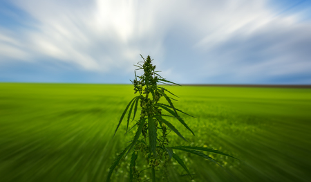 bush marijuana on blurred summer background. bush cannabis.の写真素材