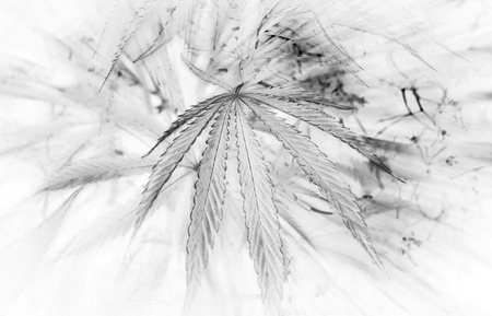 yellow leaf cannabis. marijuana in the blured background.の写真素材