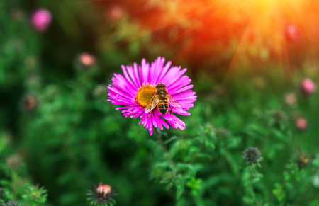 insect  bee pollinates a beautiful pink flower in the summer.の写真素材