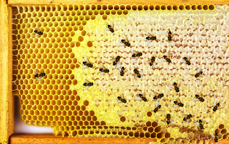 Honey bees Honeycomb close-up. honeycomb with bees background.の写真素材
