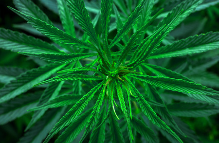 marijuana leaf close up. background cannabis drug.の写真素材