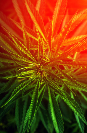 marijuana leaf clouse-up. cannabis for the background.の写真素材