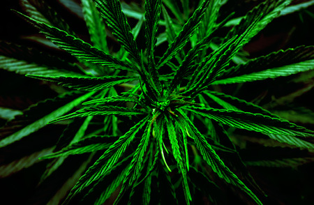 marijuana leaf close- up. background cannabis drug.の写真素材