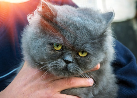 British Fold cat in the hands of the owner at sunset.の写真素材
