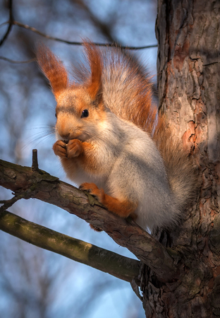 squirrel on a pine tree eats a nut. wild animals. endangered species.の写真素材