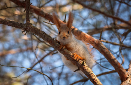 squirrel on a pine tree clouse-up. wild animals. endangered species.の写真素材