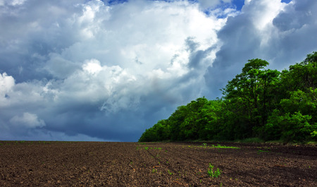 field of green grass on a background of storm clouds .の写真素材