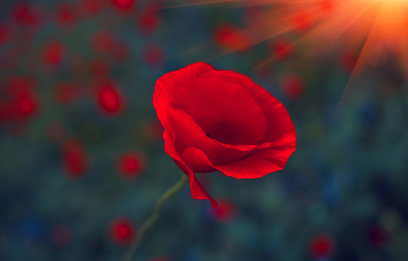 wild poppy flower  on a blurred background at sunset. Remembrance Day.の写真素材