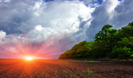 field of green grass on a background of storm clouds at sunset .の写真素材