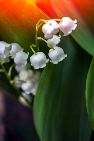 Beautiful flower background at sunset. spring background, blooming wild flowers.の写真素材