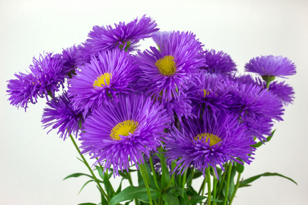 wild daisy flowers, gift spring bouquet. declaration of love.の写真素材