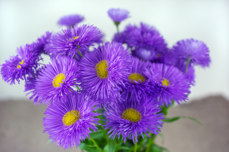 wild daisy flowers, gift spring bouquet. declaration of love.の写真素材