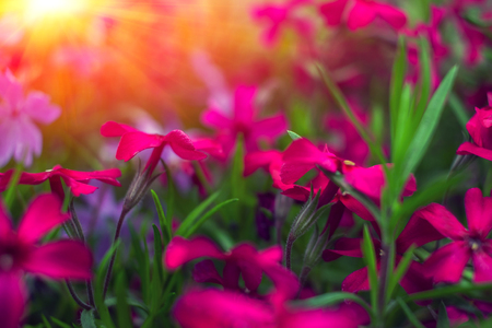 Beautiful flower background at sunset. spring background, blooming wild flowers.の写真素材