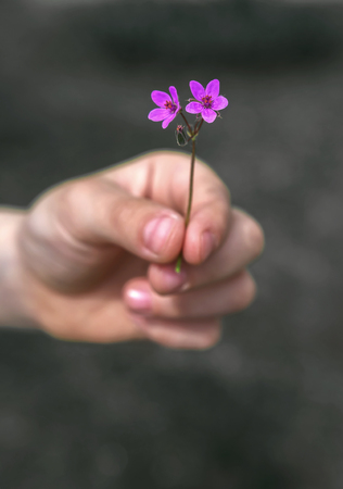 Hand gives a wild flower with love on the blured background at sunset.の写真素材