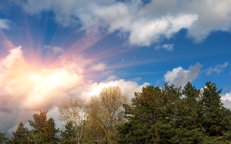 Voluminous summer clouds over the pine forest. beautiful sky.の写真素材