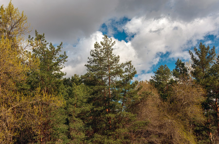 Summer clouds over a pine forest. autumn forest.の写真素材
