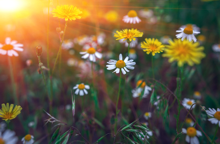 Floral background. Summer background with wild daisies in the field at sunset.の写真素材
