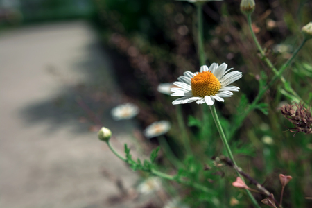 Floral background. Summer background with wild daisies in the field.の写真素材