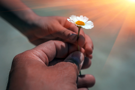 Hand gives a wild daisy flower with love at sunset. Sympathy, friendly gesture.の写真素材