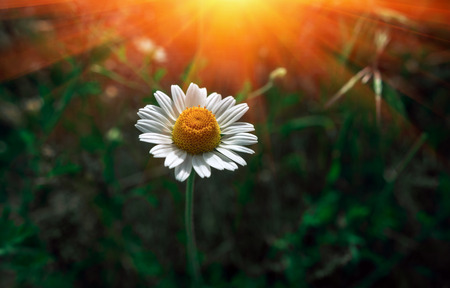 Floral background. Summer background with wild daisies in the field.の写真素材
