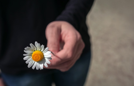 Hand gives a wild daisy flower with love. Sympathy, friendly gesture.