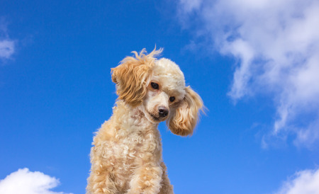 Cute poodle puppy of cream color, pet at the background of the sky.の写真素材