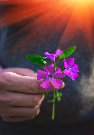 Hand gives a wild  flower with love at sunset. Sympathy, friendly gesture.の写真素材