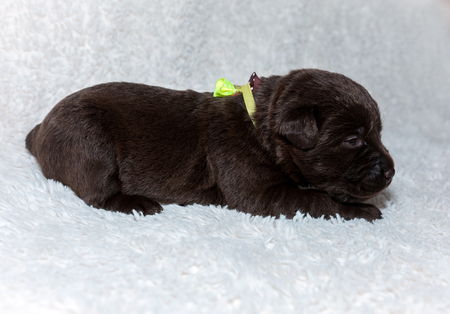 Cute puppy, labrador brown color on a furry background. pet, dog.の写真素材
