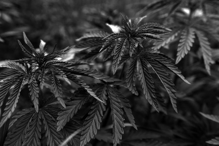 bush marijuana on blurred  background. bush cannabis.の写真素材