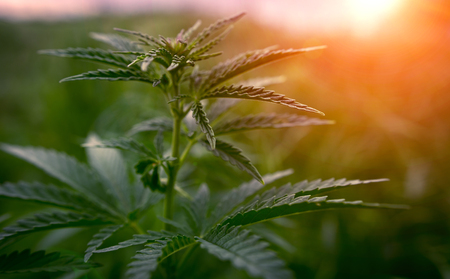 bush marijuana on blurred  background. bush cannabis.の写真素材