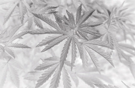 bush marijuana on blurred  background. bush cannabis.の写真素材