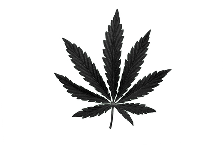bush marijuana on blurred  background. bush cannabis.の写真素材