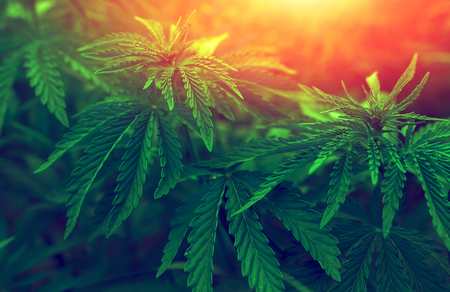 bush marijuana on blurred  background. bush cannabis.の写真素材