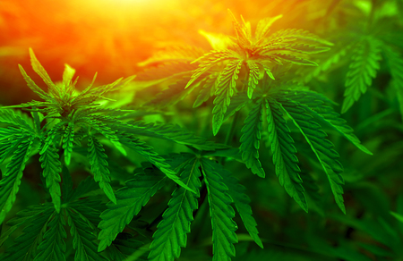 bush marijuana on blurred  background. bush cannabis.の写真素材