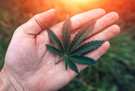 bush marijuana on blurred  background. bush cannabis.の写真素材