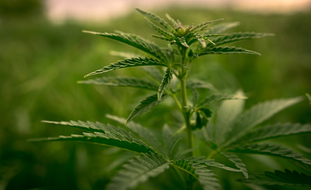 bush marijuana on blurred  background. bush cannabis.の写真素材