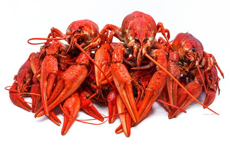 juicy red crawfish with large claws, isolated on white background.の写真素材
