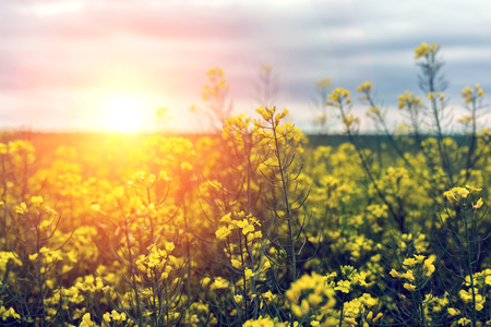 Canola field, landscape on a background of clouds. Canola biofuel, organic.の写真素材